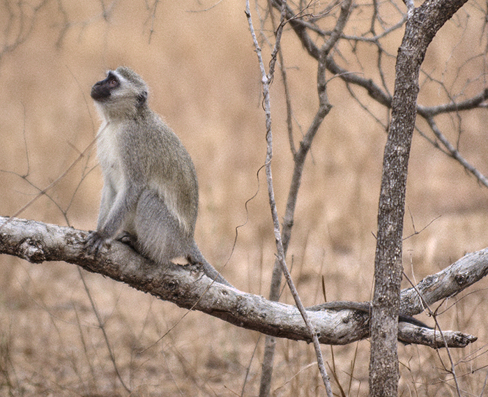 Vervid monkey